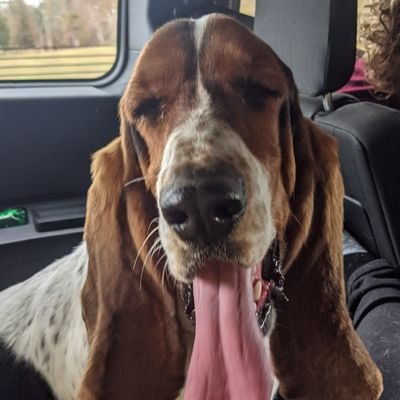 hi im festus! im a 3-year-old tri-color basset rescue who loves bandanas and meat treats 🍗🥩