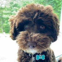 Blue Nose Bruno🇺🇦🇨🇦 (@ivoryflat) 's Twitter Profile