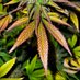 Clara’s Kush (@claraskush) Twitter profile photo Clara’s Kush (@claraskush) Twitter profile photo