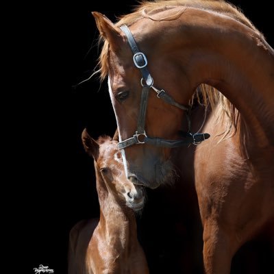 World Champion American Saddlebred Horses; University of Kentucky Fan; Centre College UK Law