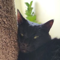 I Can’t Believe I’m Not Bitter™️ (@cheebesborger) 's Twitter Profile