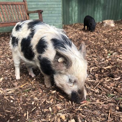 News and updates from our three Waterside Pigs. See what adventures they get up to at our school!