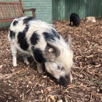 The Waterside Pigs(@WatersidePigs) 's Twitter Profile Photo
