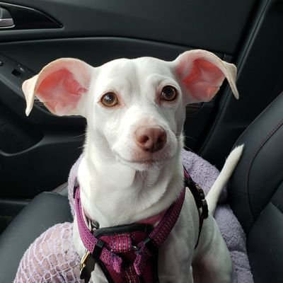 I was a bait dog who was rescued at 2. Now I'm a chiweenie living my best life. My bro Brodie & sister 🌈Zoey also appear here sometimes. #zshq #theruffriderz