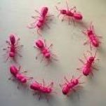 Pinkr Antz (@pinkrantz) 's Twitter Profile