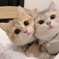 Zonzon_Vivi (@zonzon_vivi) 's Twitter Profile