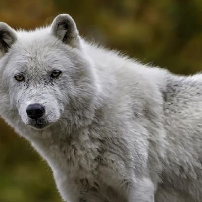 Ravenlvl500's profile picture. nothing