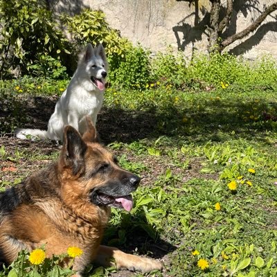 Aime les gros chiens et les petits 🐈. Maladie auto immune. Du coup, cherche nouveau corps pas trop moche et en pleine forme