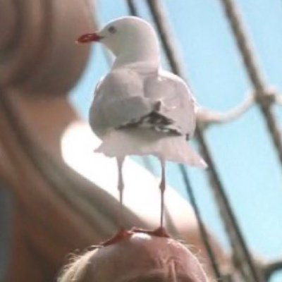 GarsLoup's profile picture. 27 |  Si Thiercelieux était le Vatican j’en serais le Pape.