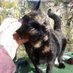 Mayo SPCA (@mayo_spca) Twitter profile photo Mayo SPCA (@mayo_spca) Twitter profile photo