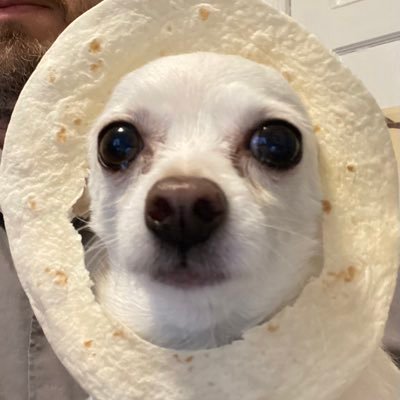 somekindofdog's profile picture. 