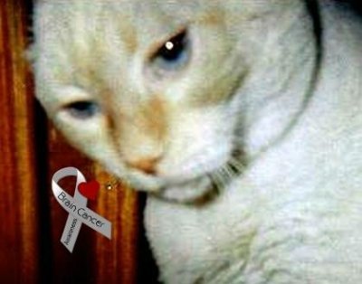 4 angels- Krinkle, Noshaty, Smokie . Bode, my golden boy, Salvatore and Booker @nancycatface #wlf #bbot OTRB Jan 11, 2014