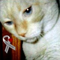 Angel Bode here take back my account. (@4catsstrapski) 's Twitter Profile