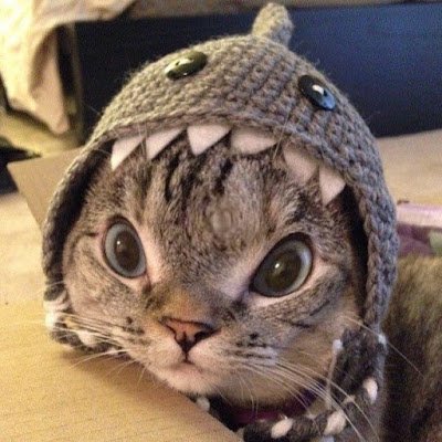 nickrolls11's profile picture. 