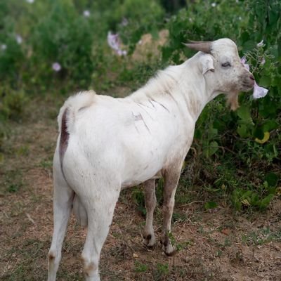 Business man||Exporting & supplying goats to all regions of Tz🇹🇿 and outside Tz🇹🇿 (Kenya, Uganda) ||Call☎️ +255 755 555 220 also WhatsApp 📞