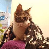 Capitán Nosequé (@ecapitannoseque) 's Twitter Profile