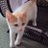 s_mew2