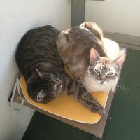 Hallodrie (@hallodrie1) Twitter profile photo