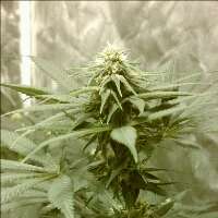 dee3535's profile picture. 