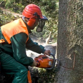 rochester_tree's profile picture. Specialist Arborist serving clients in Rochester and the surrounding areas