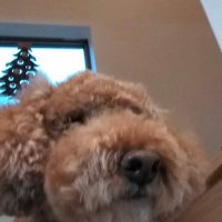 coco(iLYs)💜 (@coco79262264) 's Twitter Profile