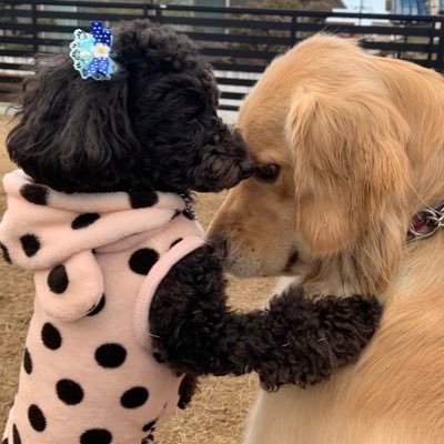 ミヤ(アンソニー🐶)さんのプロフィール画像