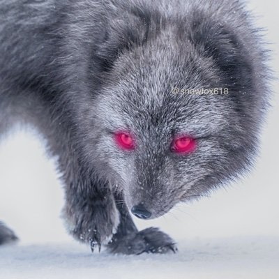 Snowfox618's profile picture. Crypto trader religious about technical analysis. Founder (VPN/Blockchain). Writer.