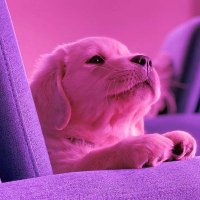 Donut (@aunt_donut) 's Twitter Profile