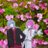 華野桜〜Sakura.H〜のアイコン