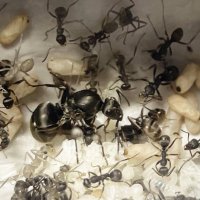 ちょこ🐜あんり (@formicchocolat) Twitter profile photo