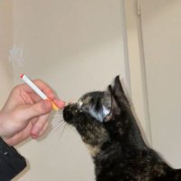 linskiii (@kessy_ocb) Twitter profile photo