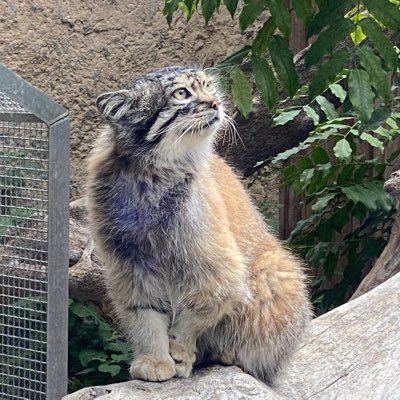 マヌルネコの歌を見てからマヌルネコ沼にハマりました。全国のマヌルネコに会いに行く✨大好き💓  猫全般と格闘技も好きなアラフィフマダムです。