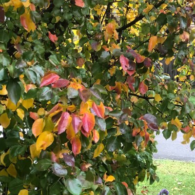 mazmill15's profile picture. Love Hawthorn FC, animals (sometimes better than people),music and dance .Unsure that CO2 is the culprit.