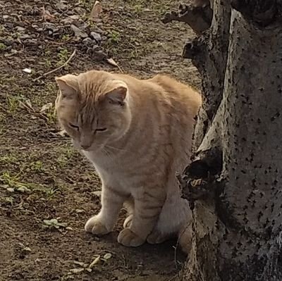 ILoveTitleholde's profile picture. 畜大
獣医師なりたい
競馬、大相撲、アメフト、ラグビー