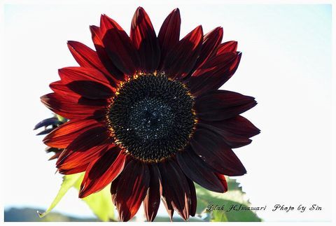 shinsaway's profile picture. 