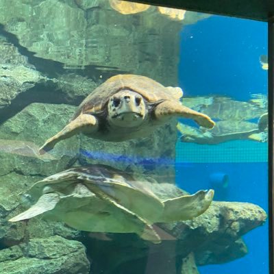 meguo654048761's profile picture. 