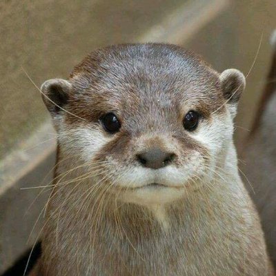 OtteracresRae Profile Picture