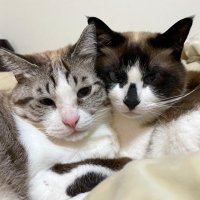 むすび と つむぎ (@musubi_tsumugi) 's Twitter Profile Photo むすび と つむぎ (@musubi_tsumugi) 's Twitter Profile Photo