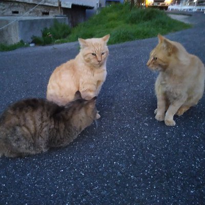 2022年4月30日から茶トラ2匹が行方不明で探しています🐈🐈#拡散希望
アカウントは数年前に作りましたが、Twitter初心者なので、まだわからない事が多いので、失礼な事もあると思います。申し訳ありません🙇皆様、たくさんの温かく、お優しい御気遣いを、本当に有難うございます🙇感謝の気持ちで、いっぱいです🙇🙇