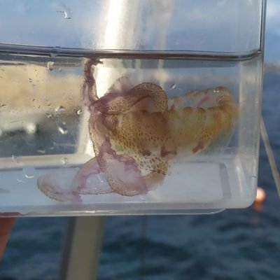 Abel_Dechenne's profile picture. PhD candidate @ GHER Uliege