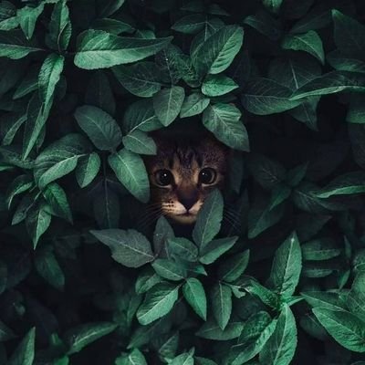 915antemeridiem's profile picture. Man. City Supporter Squad #CTID 🇮🇩