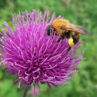 yuki (@yashimasanso) Twitter profile photo