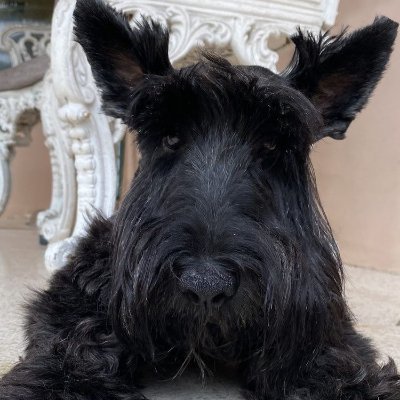 Mollymiles23's profile picture. Miles away 🙃
Ecuador 🇪🇨
Manchester 🥰