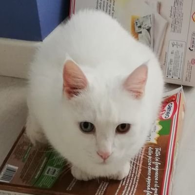 powah666's profile picture. DCA