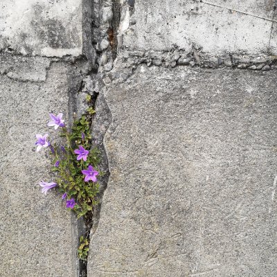 Zwitschzwitsch's profile picture. 