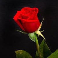 ProFistingTop (@profistingtop) 's Twitter Profile