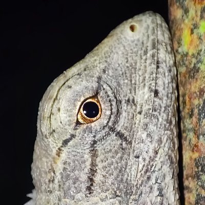 Rock112034's profile picture. Rock 🤘