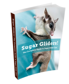 SugarGliderPets's profile picture. Who Else Wants To Know How To Properly Care For And Improve The Lifestyle Of Your Sugar Glider in 7 Days (Or Less)
- Guaranteed?