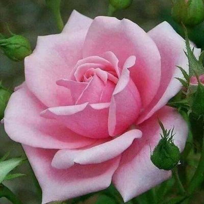 minuque26's profile picture. Translator & proofreader,
PhD in ELT, self-taught artist