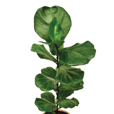 ufofigg's profile picture. 